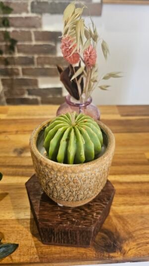 Petit Cactus