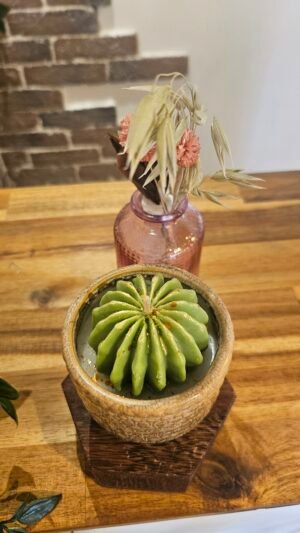 Petit Cactus – Image 2