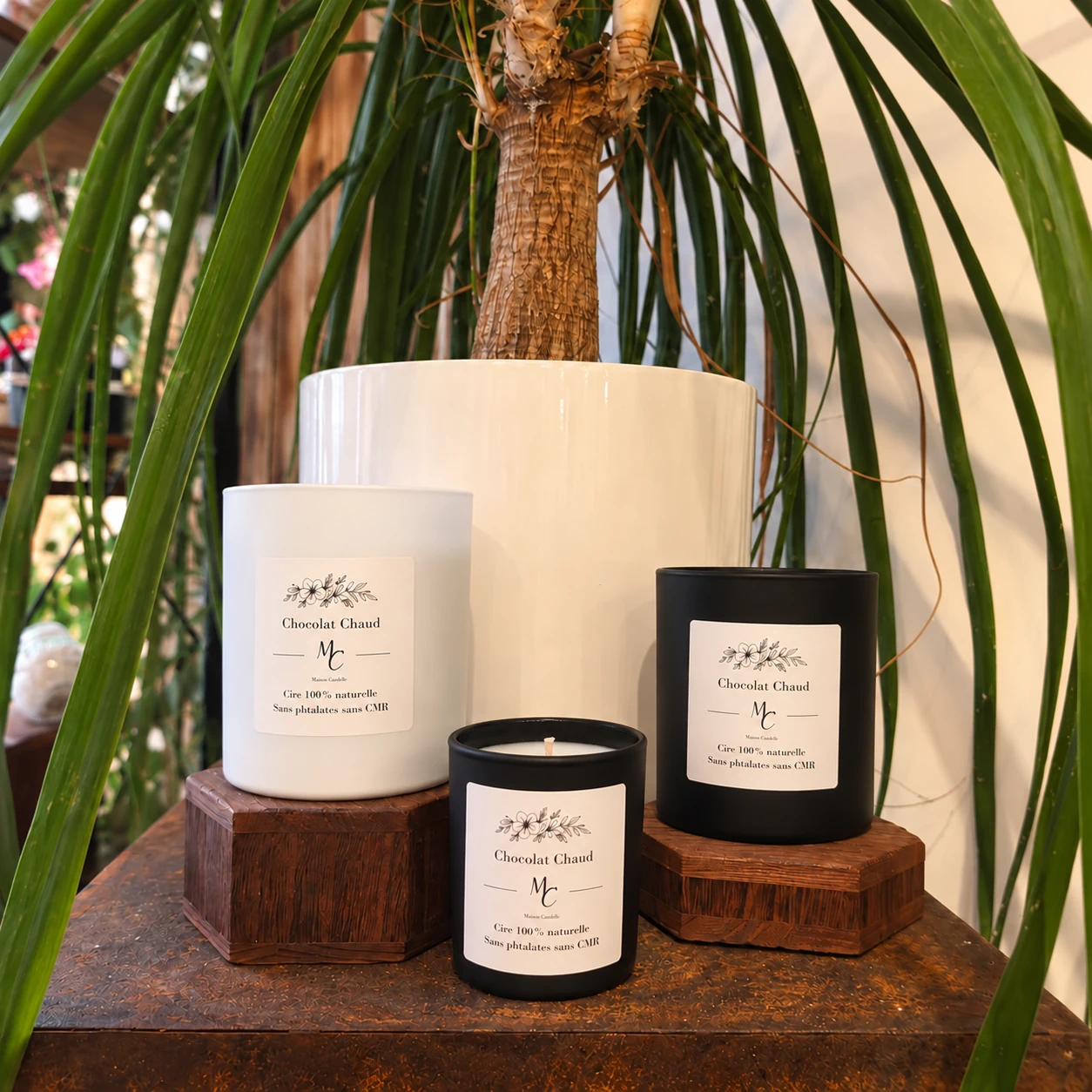 Bougies parfumées Chocolat chaud Maou Candle en pots blancs et noir, photographiées devant une grande plante verte.