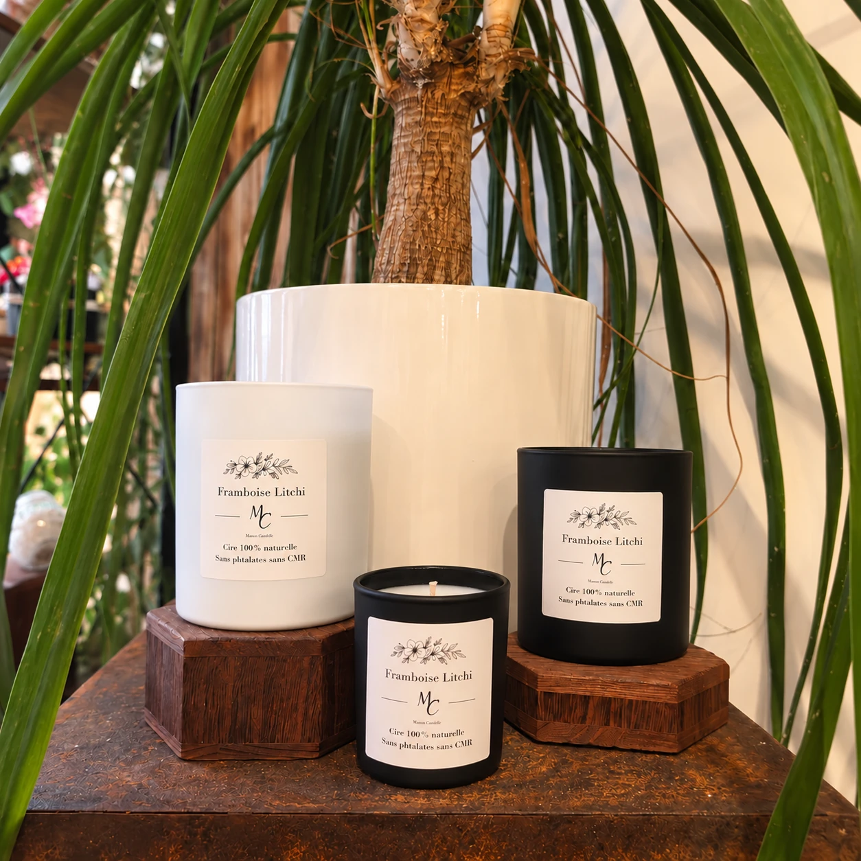 Bougies parfumées Framboise litchi Maou Candle en pots blancs et noir, photographiées devant une grande plante verte.