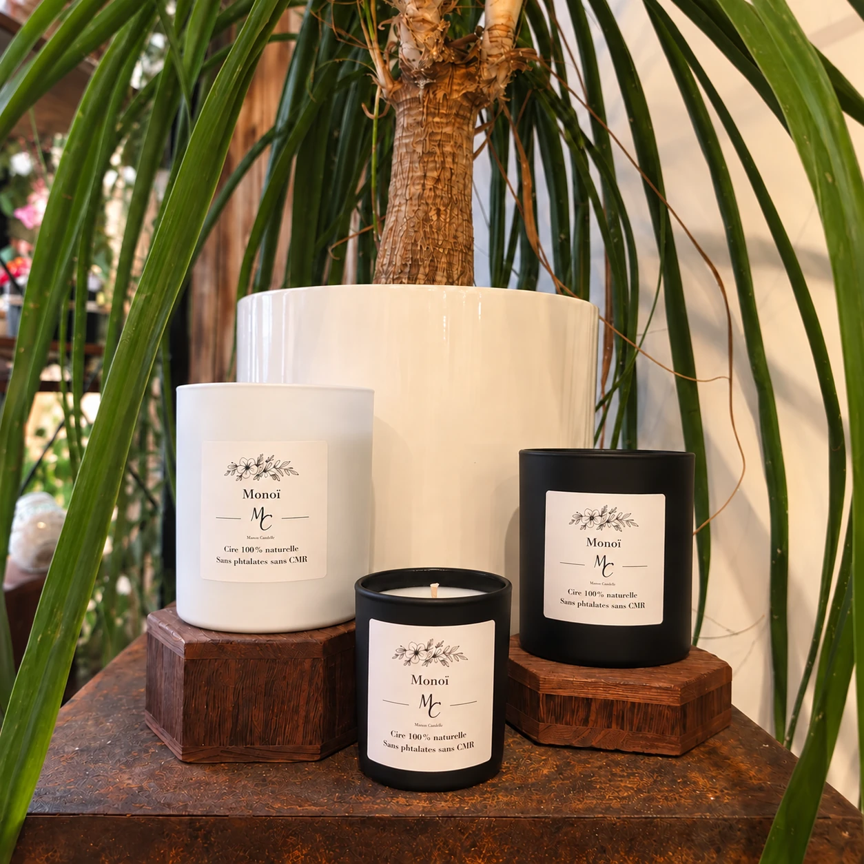 Bougies parfumées Monoï Maou Candle en pots blancs et noir, photographiées devant une grande plante verte.