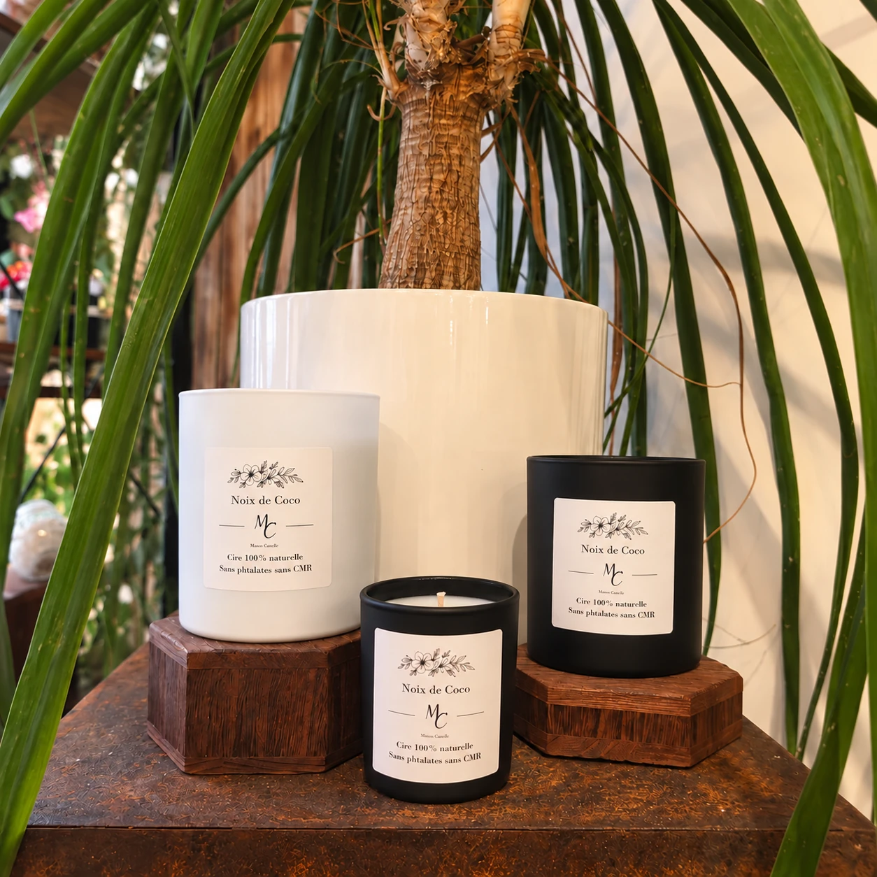 Bougies parfumées Noix de coco Maou Candle en pots blancs et noir, photographiées devant une grande plante verte.